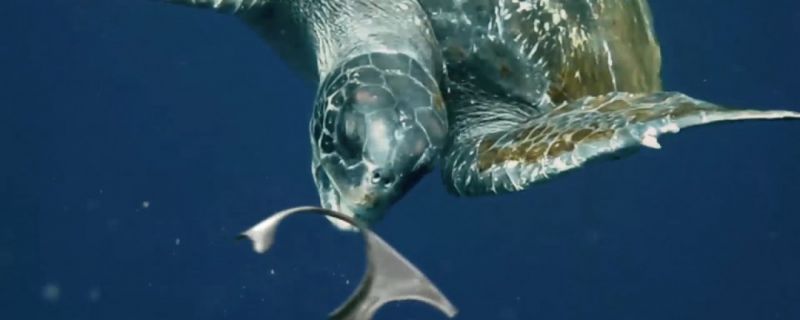 Florida brewery creates edible six-pack rings